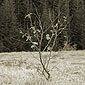 There are trees in Iceland